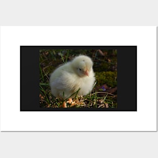 Spring Chick Posters and Art